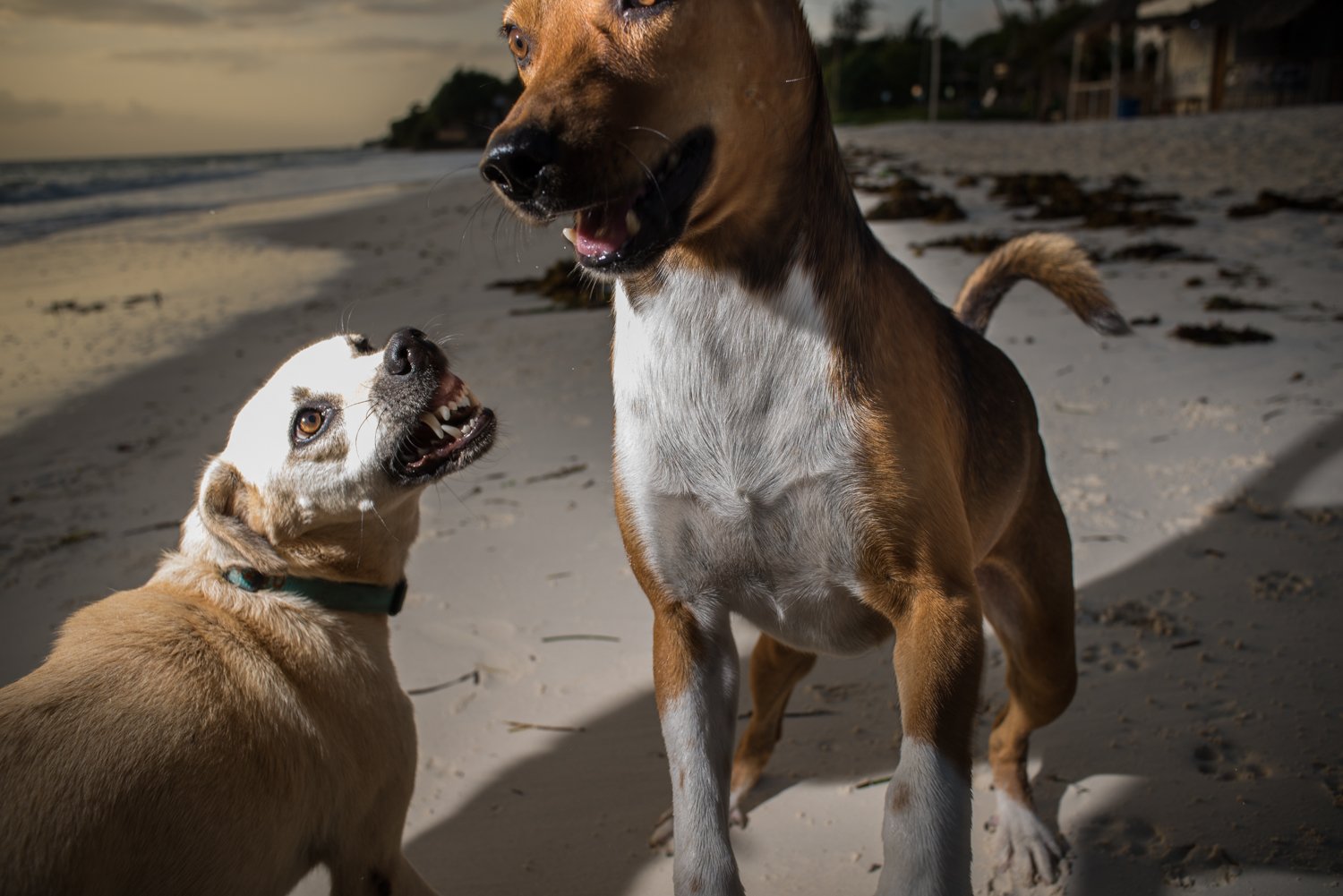 Zanzibar beach dogs in series photography by Jac Kritzinger